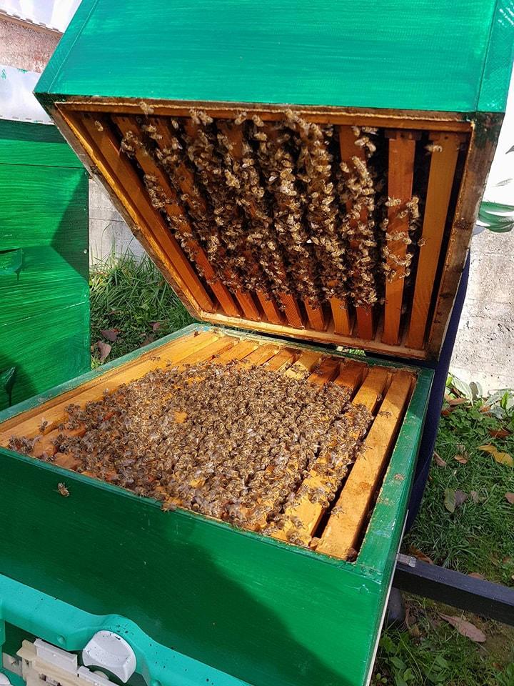 Hamid Zlatić: Zbog čega se pčelari plaše pojave vlage u košnicama?