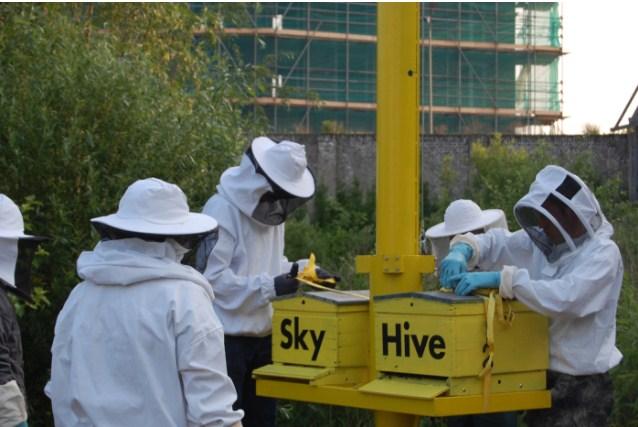 Holandska inovacija: „Nebeska košnica“ – idealno rješenje za urbano pčelarstvo!