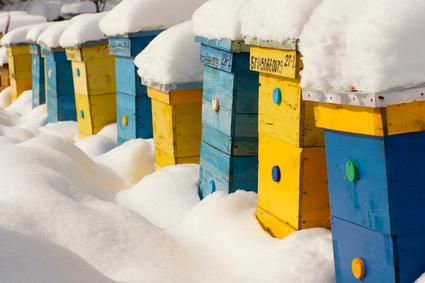 Stravičan eksperiment: Amerikanci držali pčele u hladnjačama na – 45°C
