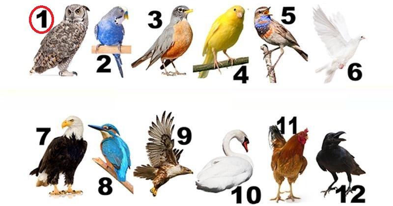 U kojem ptičijem mjesecu ste rođeni? Da li ste mudra sova, veseli kanarinac, herojski jastreb, mudra vrana ili prelijepi galeb!?