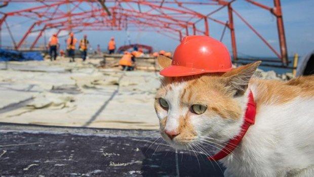 Upoznajte mačka koji nadgleda izgradnju mosta na Krimu, on je glavna faca na gradilištu