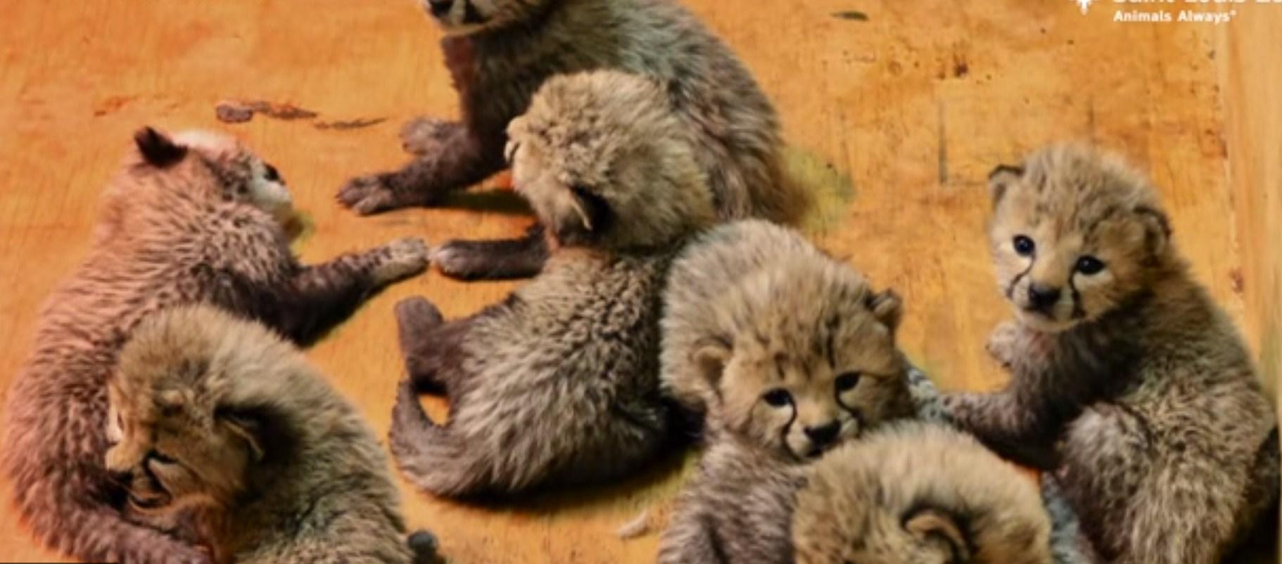 Ženka geparda na svijet donijela osam bebica