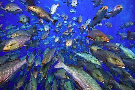 Ishrana bogata ribom povećava inteligenciju