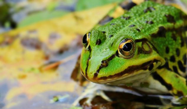 Francuska: Zatvaraju put da bi žabe mogle sigurno prelaziti