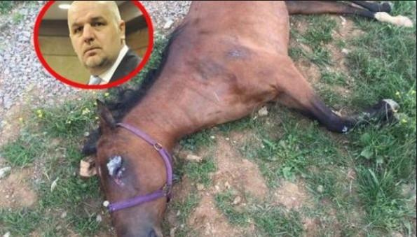 I Tužilaštvo ZDK zvanično obavijestilo porodicu: Zukićev konj izvršio samoubistvo?!