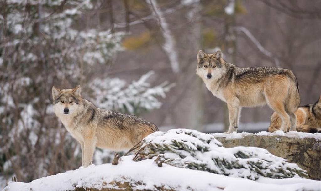 Sanski lovci hrane vukove da ne silaze u podgrmečka sela