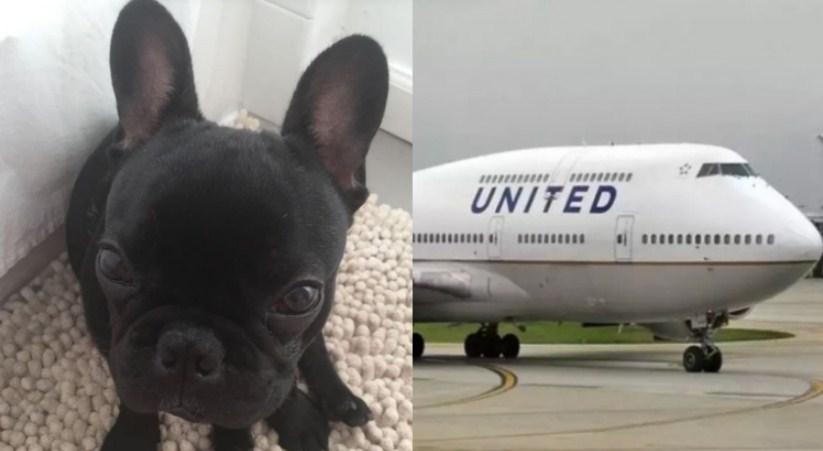 Oglasili se vlasnici psa koji je uginuo u avionu ''United airlinesa''