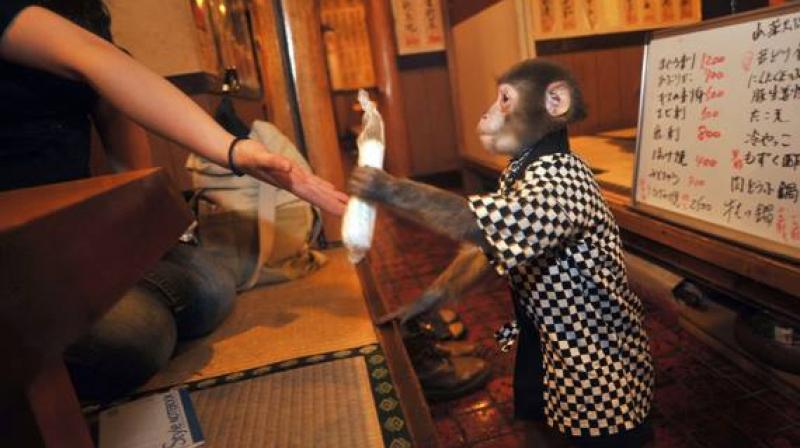 Restoran poznat po konobarima: Ovdje će vas uslužiti majmuni