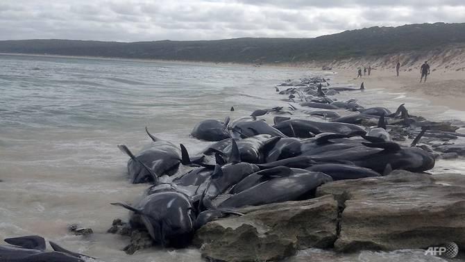 Na obalama Australije nasukalo se oko 150 kitova, uginulo 135