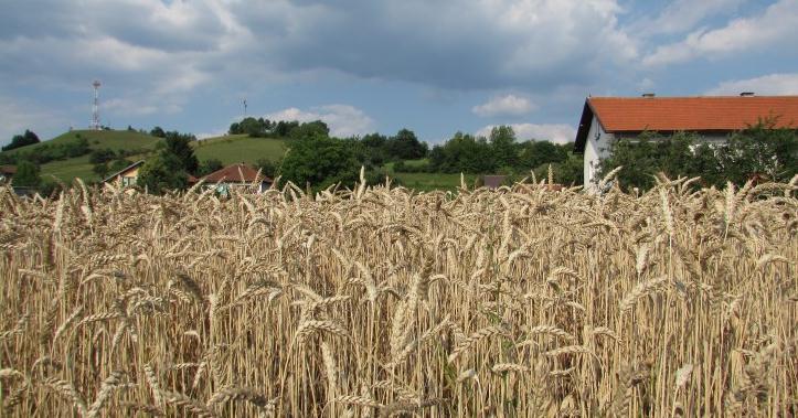 Udruženje poljoprivrednika FBiH: Ne smije biti povlaštenih u programu poticaja