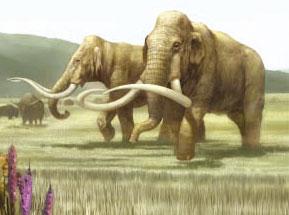 Otkriveni ostaci slona stari oko osam miliona godina