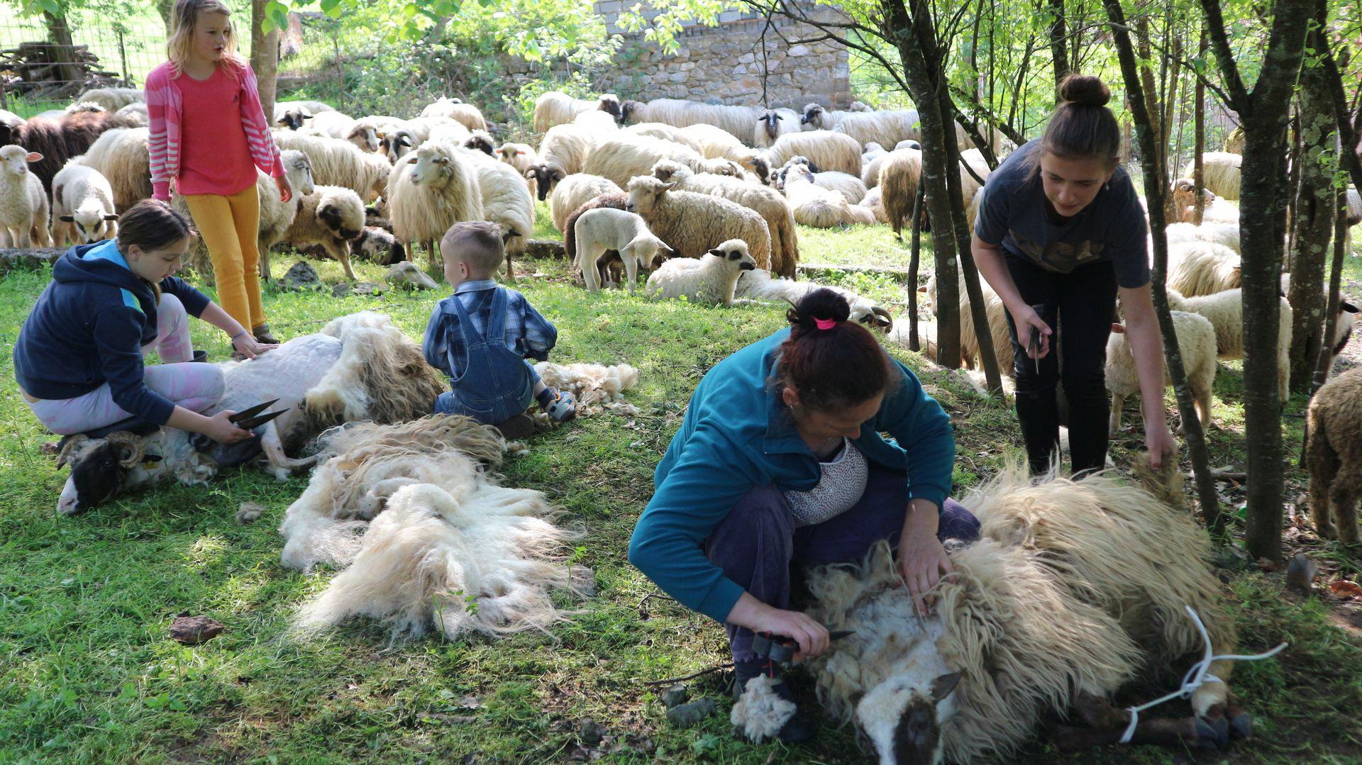 Šišaju hiljade ovaca, a vunu bacaju jer je nema ko otkupiti