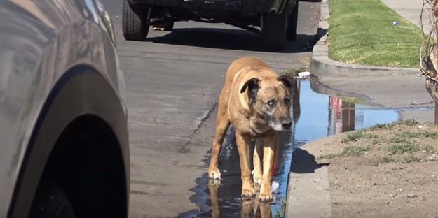 Slijepi pas proveo je deset godina na ulici i bojao se dodira, a ovako izgleda danas