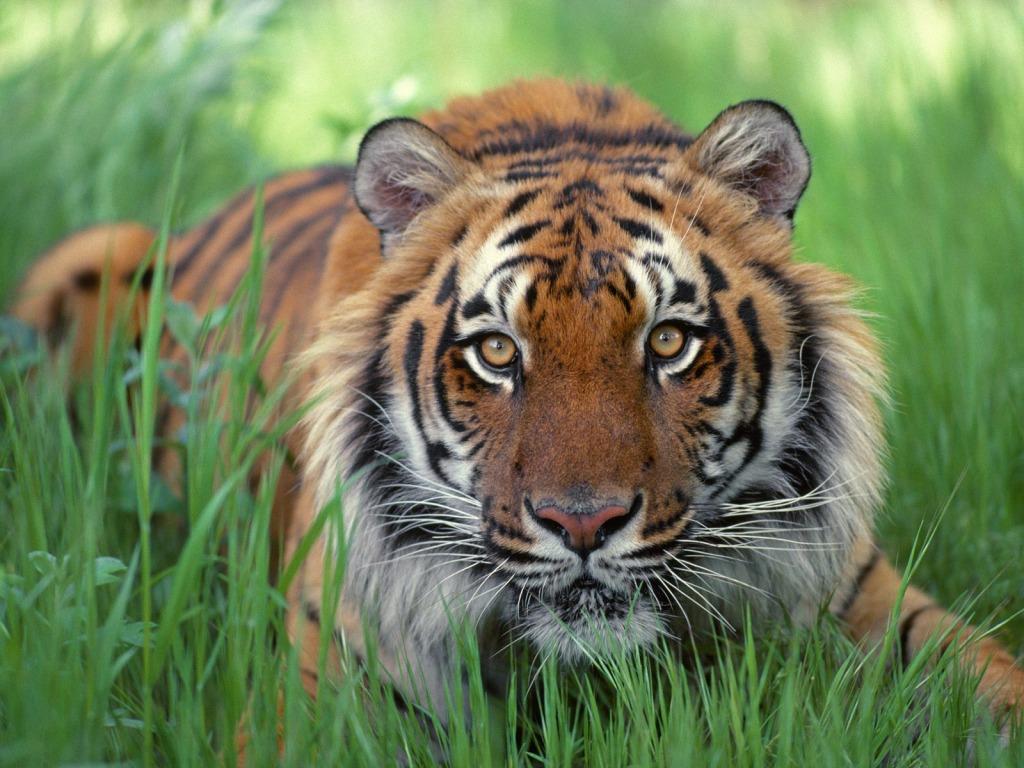 Bengalski tigar iz Francuske za 20 dana postat će novi stanovnik Pionirske doline