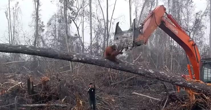 Video koji je potresao svijet: Orangutan pokušava zaustaviti mašine koje mu uništavaju dom