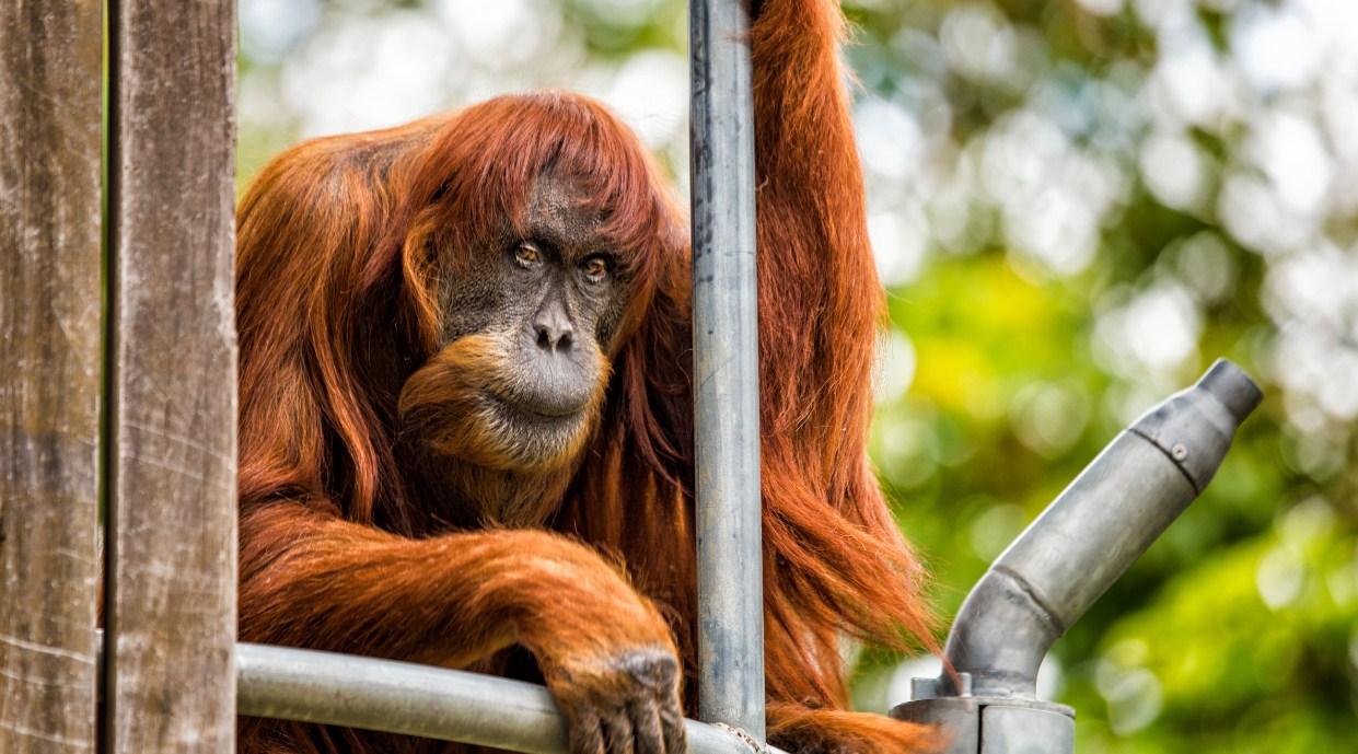 Najstariji orangutan na svijetu preminuo u 62. godini u zoološkom vrtu u Australiji