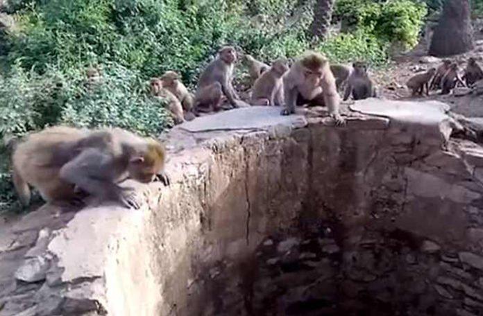 Neobična scena: Leopard upao u bunar dubok skoro osam metara, majmuni ga spasili od utapanja