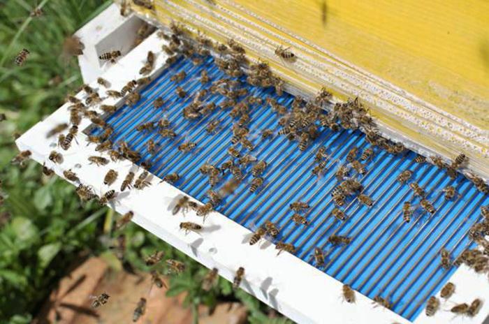 Proizvodnja pčelinjeg otrova: Unosan biznis širi se i u BiH?