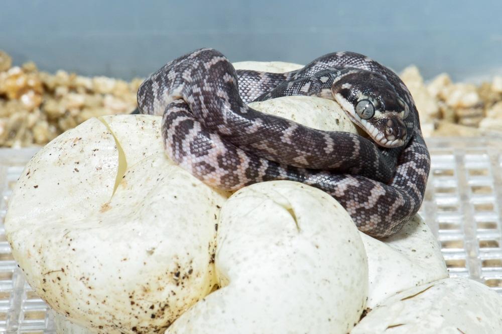 Bečki zoološki vrt uzgojio najrjeđu divovsku zmiju