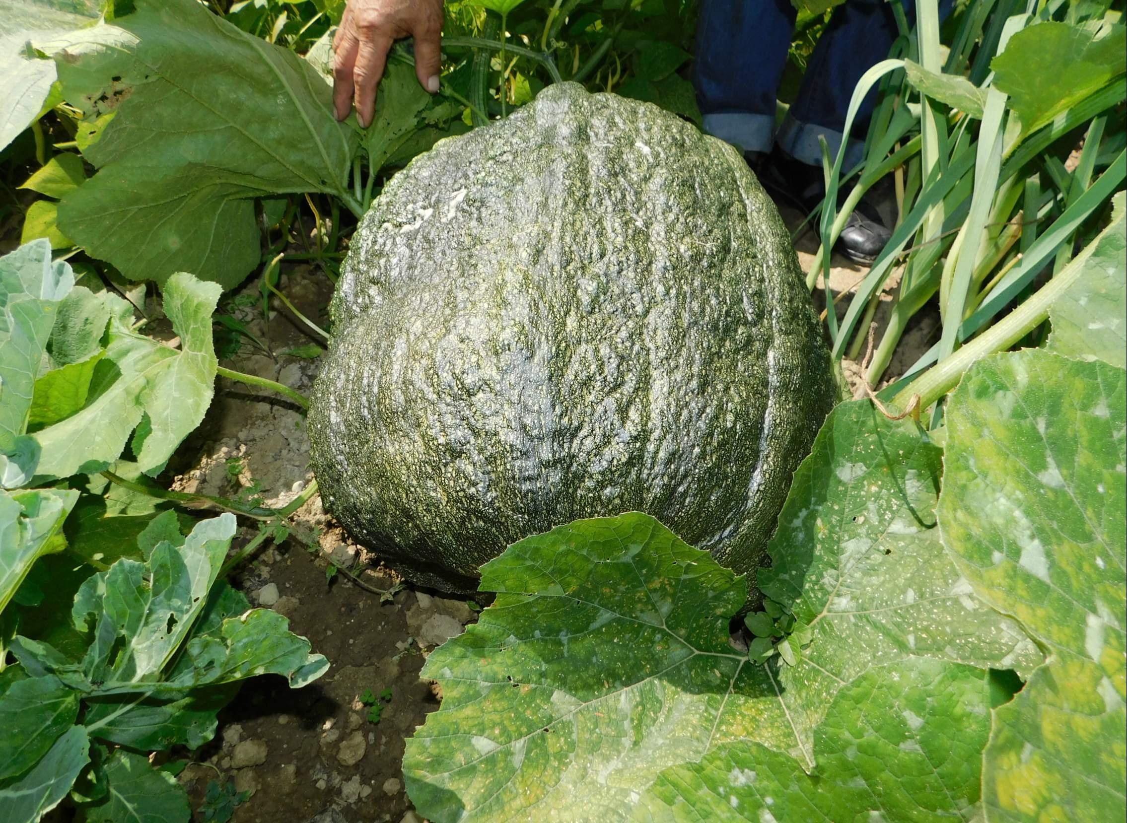 Jusuf Redžo iz Vogošće u svojoj bašti uzgojio tikvu težu od 50 kilograma