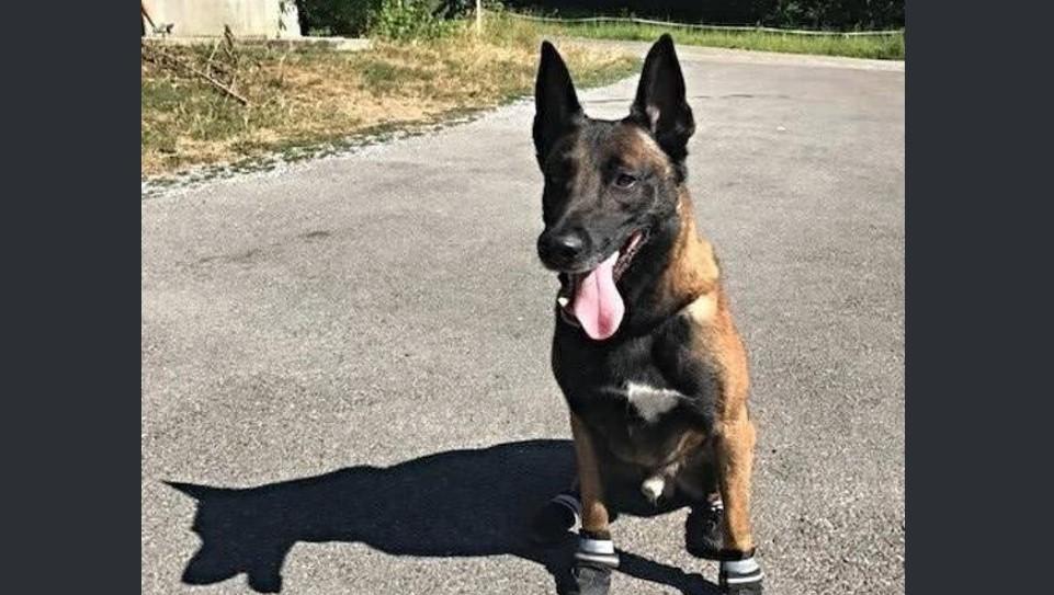 Zbog toplotnog vala policijski psi u Cirihu od sada patroliraju u cipelama