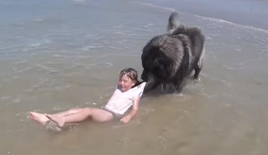 Pas koji "spašava" curicu od valova najslađa je stvar koju ćete vidjeti