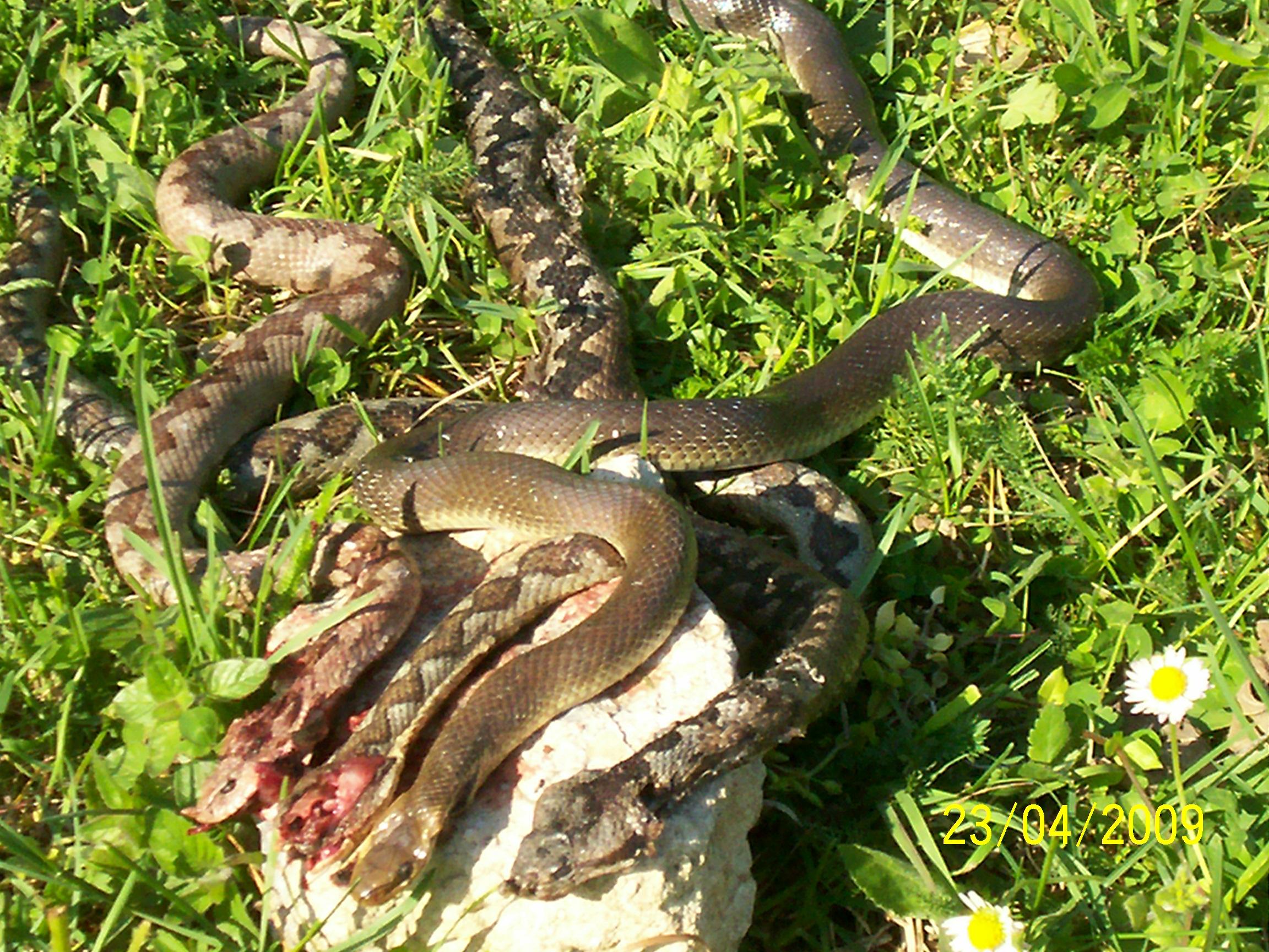U Gračanici najezda zmija: S kamenjara silaze do potoka, izvora vode, ali i do samih kuća