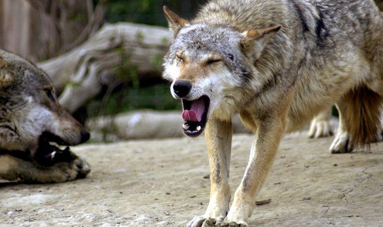 Užas nadomak Rijeke: Pronađene lešine 14 životinja, pokolj počinio čopor vukova?