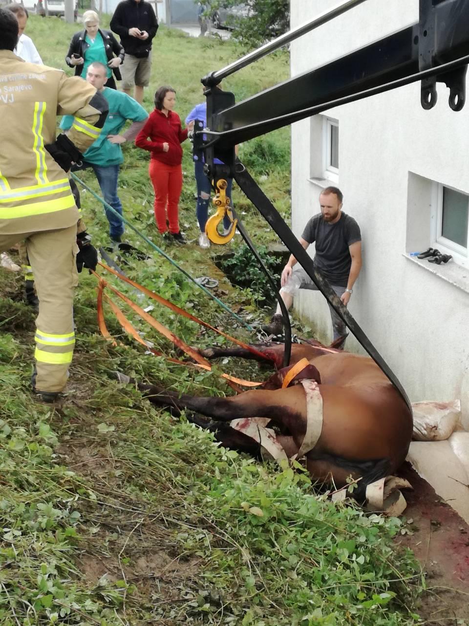 Konj spašen zahvaljujući brzoj reakciji KUCZ-a - Avaz