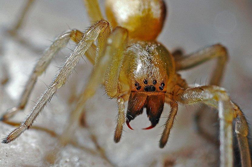 Vidite pauke u svojim domovina na svakom ćošku: Sezona parenja je počela