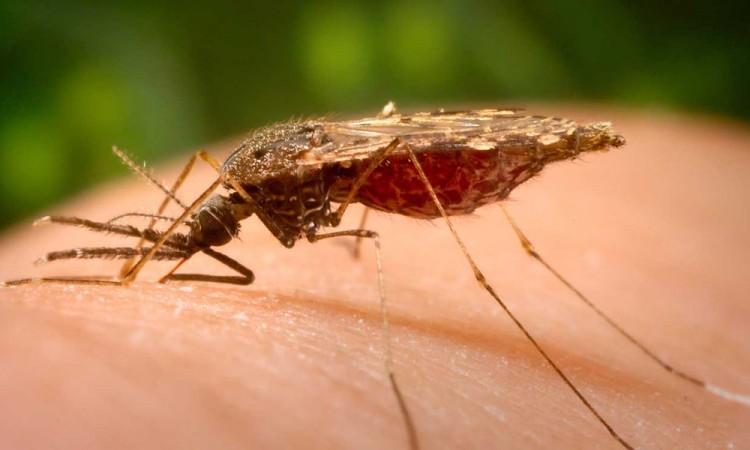 Pet osoba bori se za život: U komi su nakon uboda komaraca zaraženih virusom