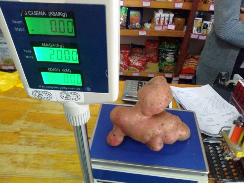 Pobjednički krompir od 2 kilograma Radovana Tolimira - Avaz