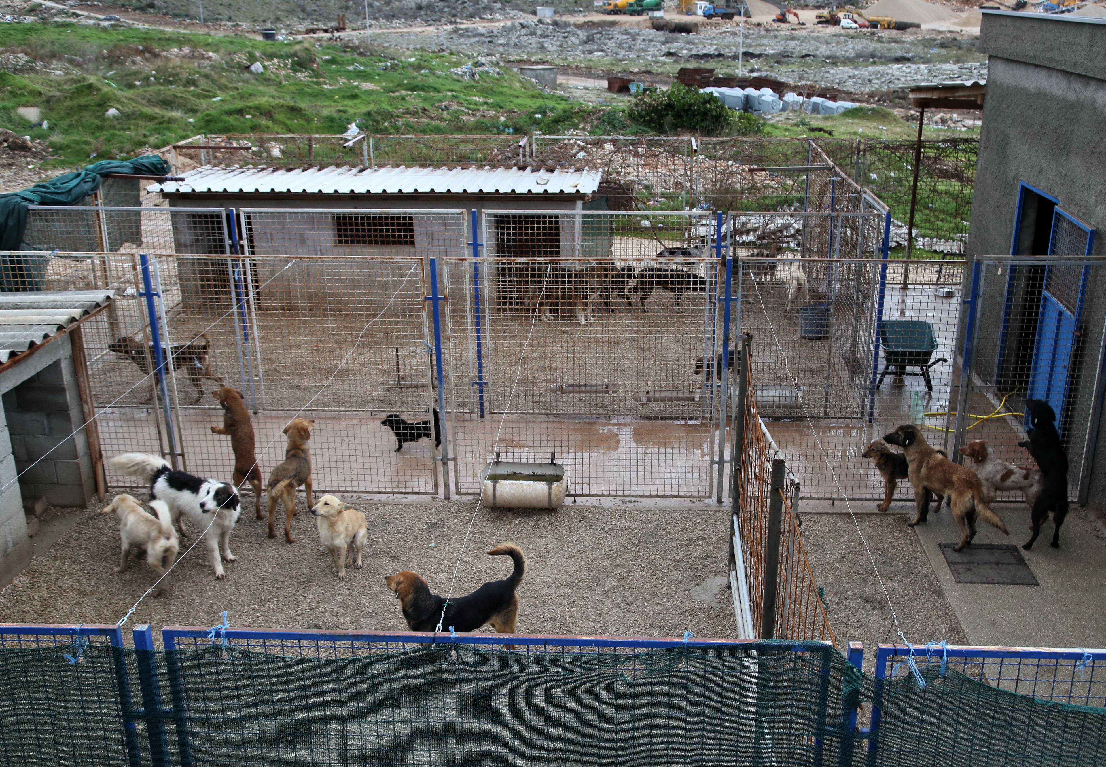 Napušteni psi iz Trebinja idu u domove širom Evrope