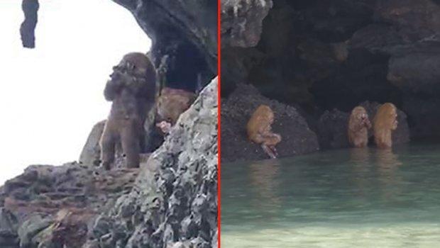 Pola ljudi, pola majmuni snimljeni na Tajlandu: Bizarna stvorenja zaprepastila turiste