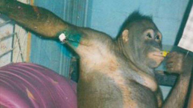 Ženka orangutana Poni bila seks-robinja za radnike farme