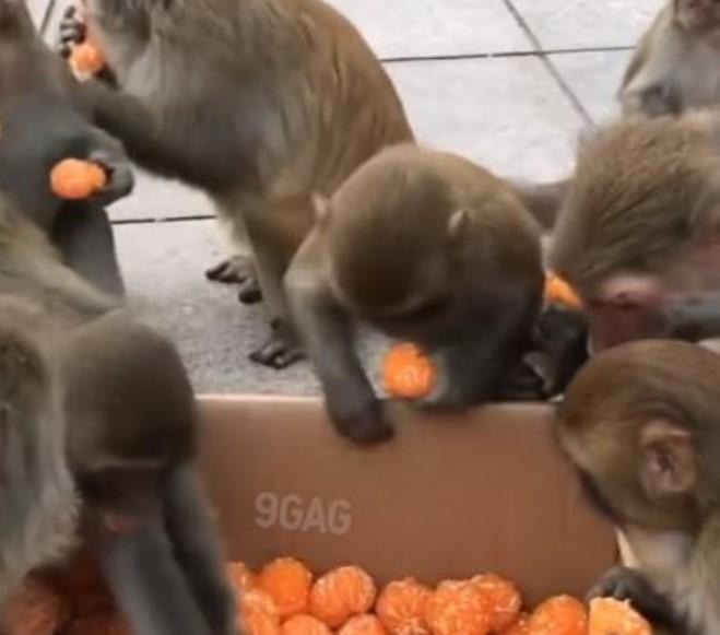 Neodoljiv snimak: Majmuni u redu za mandarine