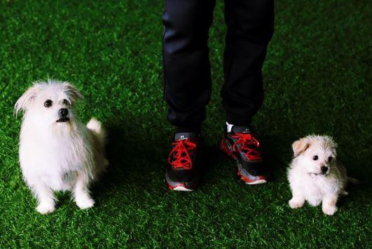 Ovo je prvi klonirani pas u Kini: Razlog zbog kojeg se vlasnik odlučio na ovaj korak će vas šokirati