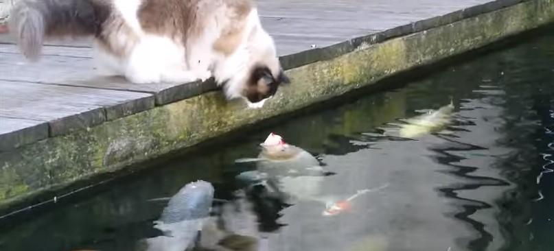 Mačak uživa u vrtu igrajući se s ribama - Avaz