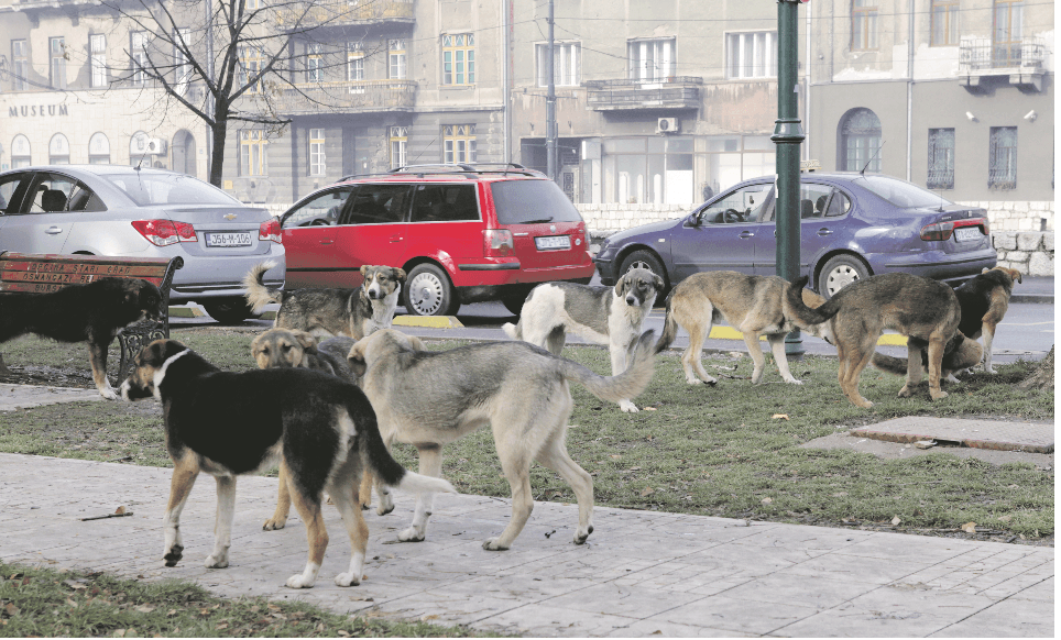 Neodgovorni pojedinci prilikom odlaska na godišnji odmor puste psa na milost i nemilost ulici - Avaz