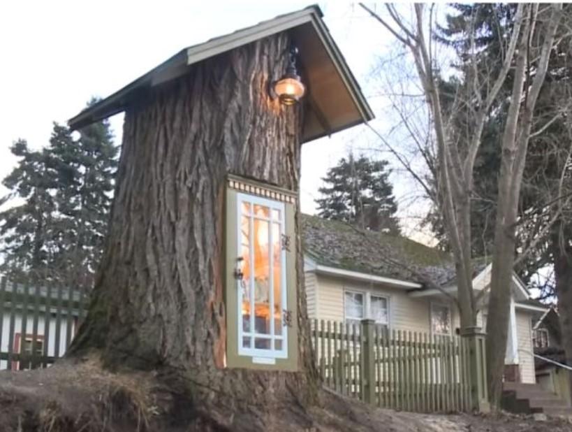 Trulo drvo pretvoreno u biblioteku - Avaz