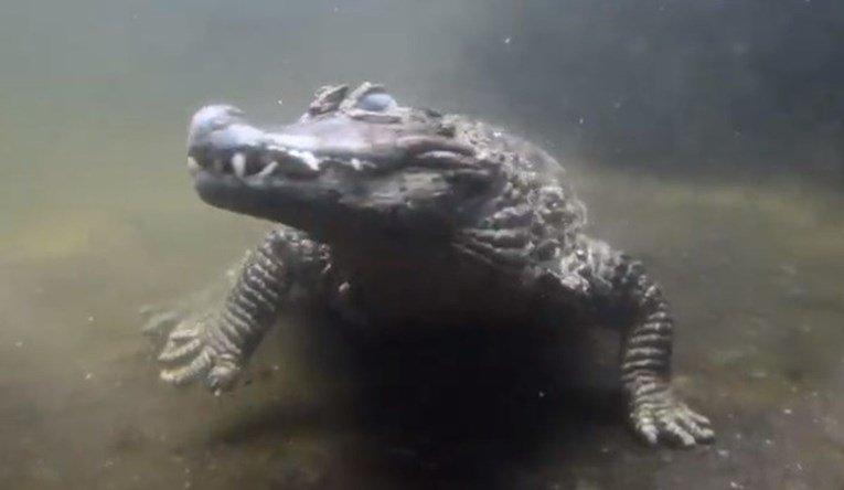 Krokodil 50 godina nije uspio dobiti potomstvo jer ima premalen spolni organ
