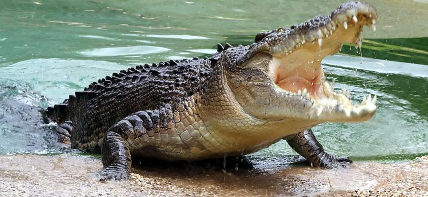 Očajni otac gledao kako mu krokodil napada sina pa se odlučio obračunati sa životinjom