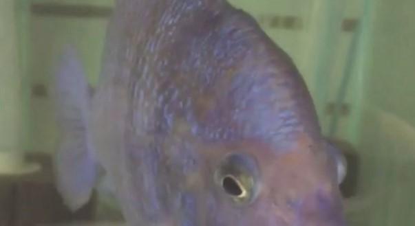 Korisnici Instagrama zavide ribi: Ima ljepše usne nego ja