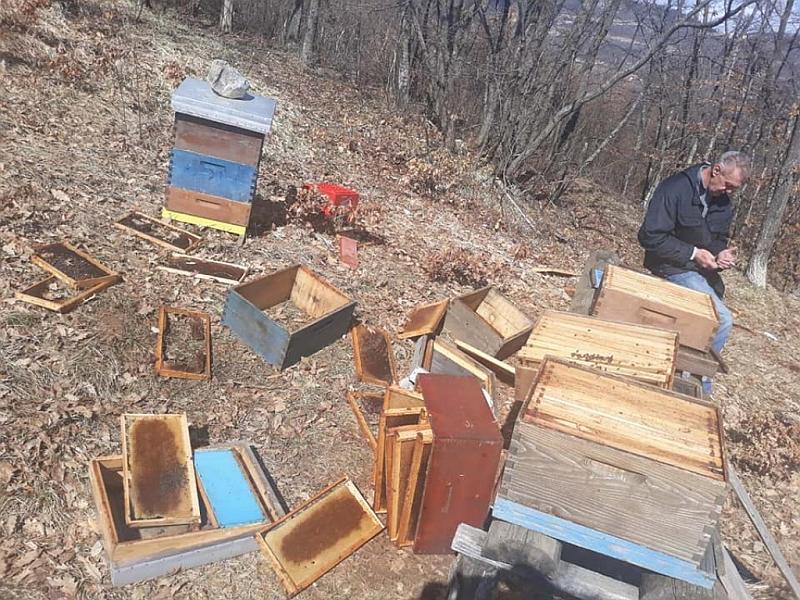 Medvjed na Paljikama uništio 14 košnica - Avaz