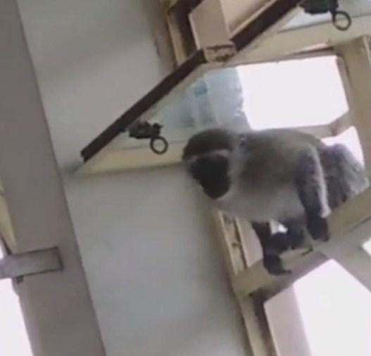 Agresivni majmuni teroriziraju pacijente u bolnici: Pogledajte kako upadaju kroz prozor i kradu hranu