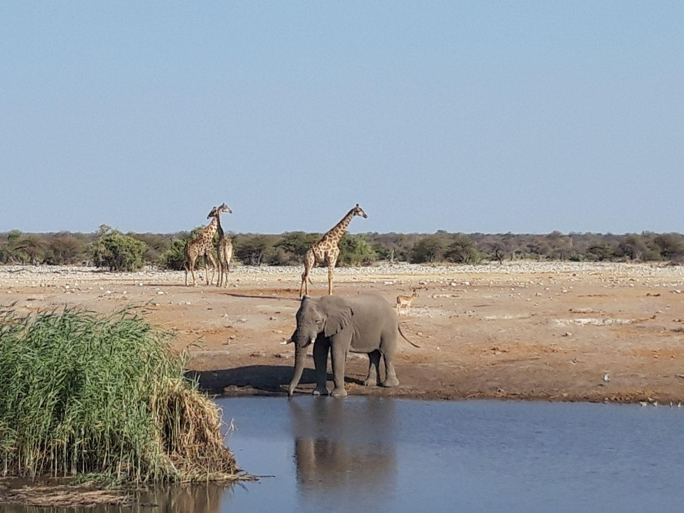 Oduševio ga blizak susret sa slonovima i žirafama - Avaz