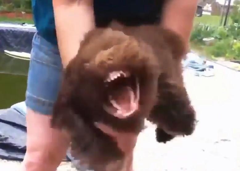 Video o neprijateljstvu: Ratoborni pas protiv fena