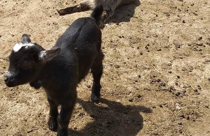 Bebe lemura, eland antilopa, lama i patuljastih koza u Pionirskoj dolini