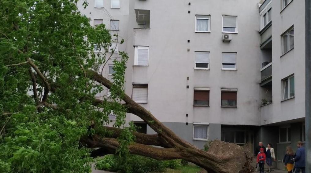 Nevrijeme stiglo u Hrvatsku: Vjetar u Karlovcu iz zemlje iščupao ogromno drvo