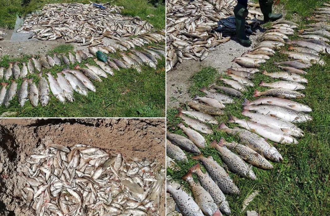Užasan prizor: Fotografije nakon pomora ribe u Ćehotini